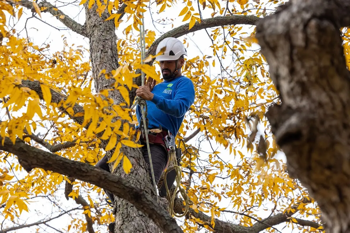Skilled Storm Damage Cleanup crew working in Bloomingdale